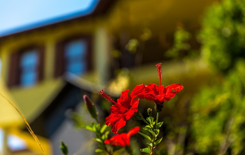 Marmaris Holiday Villas エクステリア 写真