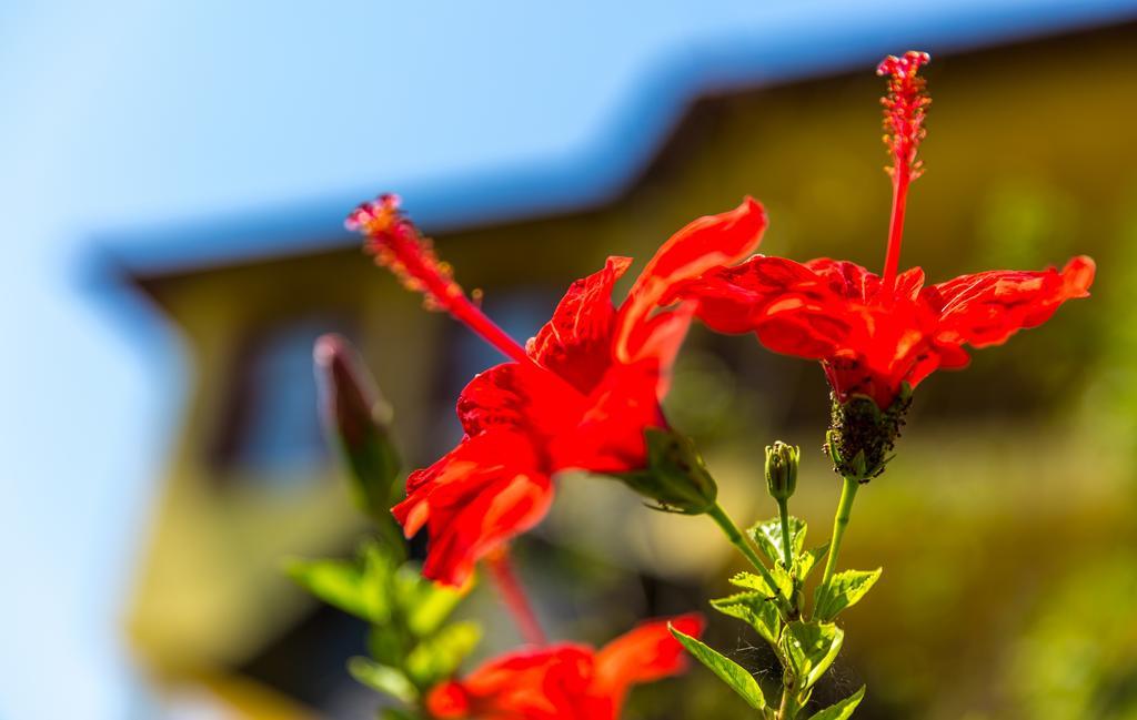 Marmaris Holiday Villas エクステリア 写真